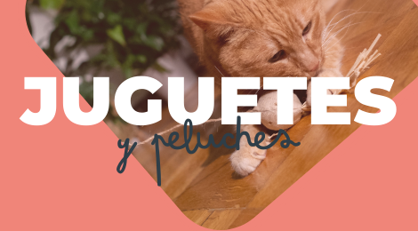 juguetes y peluches para kitten